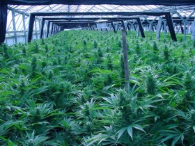 Feds-May-Deny-Water-to-Washington-Marijuana-Growers-280x210