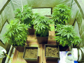 Home Grown Cannabis plants.